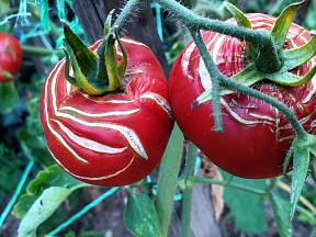Jak zabránit popraskání rajčat?