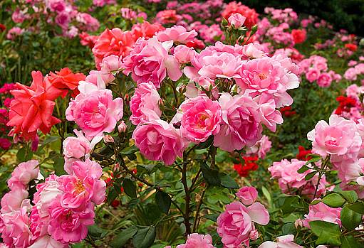 růže polyantky