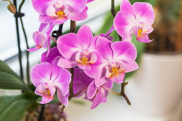 Orchideje jsou velmi oblíbené rostliny, které jsou ozdobou každého interiéru.