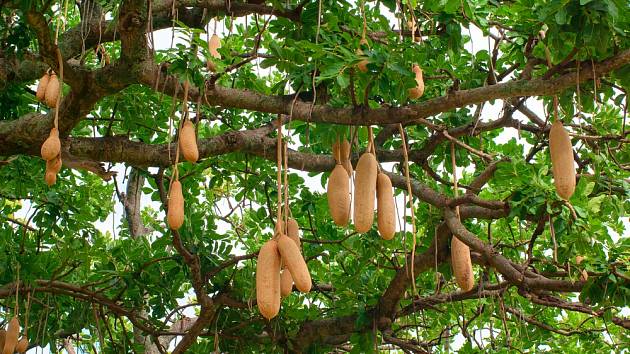 Plody salámovníku dorůstají váhy až 12 kg.