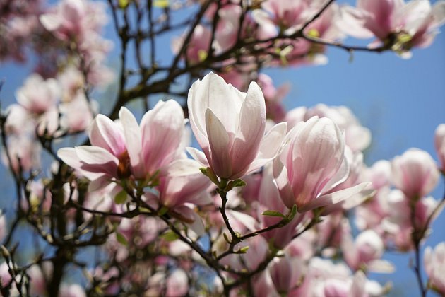 Šácholan obnažený (Magnolia denudata)