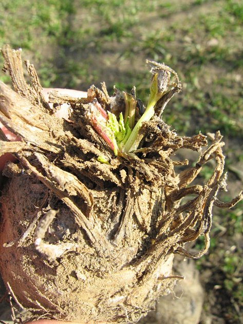 stará celerová odrůda Pražský obří, rostlina se zdravým srdéčkem