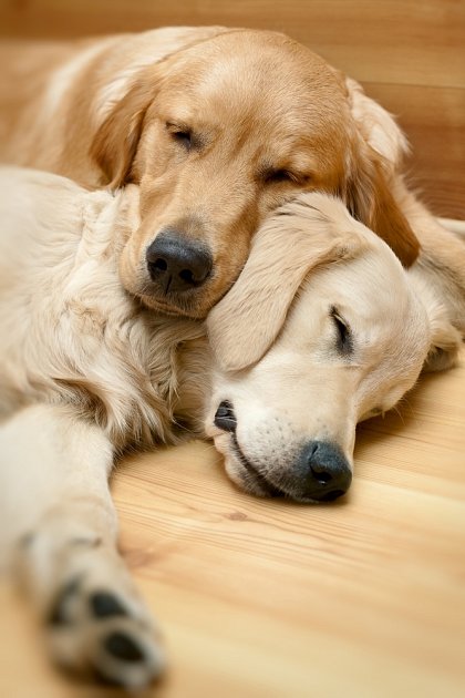 Zlatí retrívři nebo labradoři jsou psi klidné povahy, kteří se dobře vzájemně sbližují. 