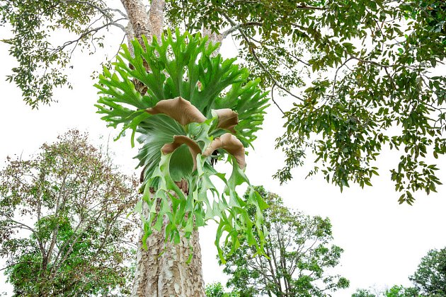 Parožnatky rostou jako epifyty na stromech