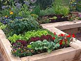Zeleninu i jedlé květiny lze pěstovat na dekorativních záhonech