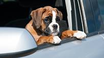 Cestování autem je součástí socializace psa.