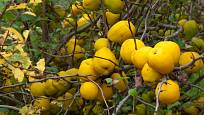 Žluté plody kdoulovce japonského.