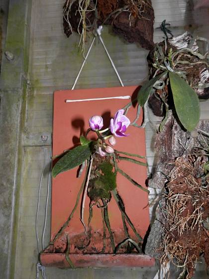 Phalaenopsis můžeme pěstovat třeba na střešní tašce.