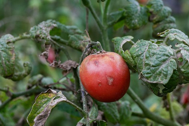 Absolutně nejčastějším plísňovým onemocněním rajčat je skvrnitost, tedy plíseň bramborová.