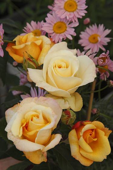růže odrůdy Sunny_Sky