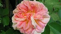 Alchymist (Kordes, Německo, 1956). Vonící, hustě plné, růžově oranžové květy o průměru asi 9 cm, výška 4 m. Jednou kvetoucí