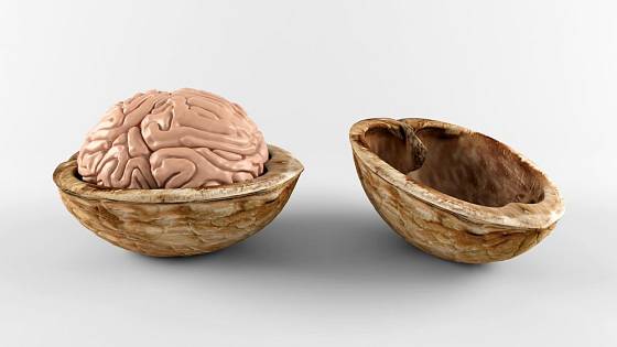 Jádra vlašských ořechů se podobají mozku. A jsou pro něj vynikající výživou