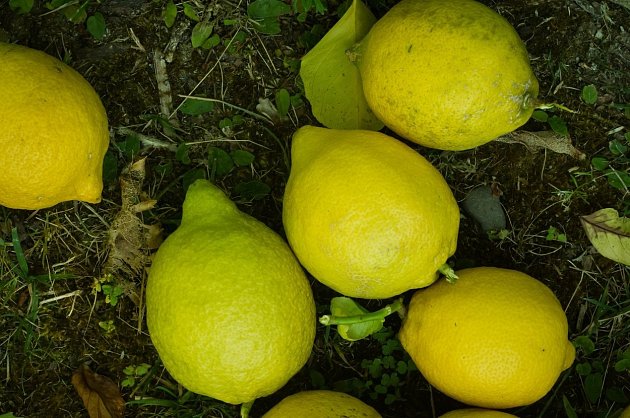 Citrony nám pomohou i na zahradě.