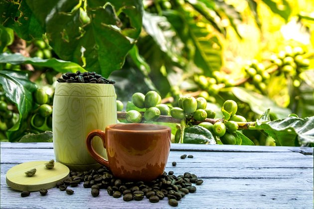 zelená káva zdraví