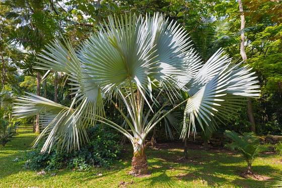 otužilá palma Trachycarpus fortunei