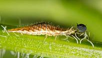 larva zlatoočky vysává mšici