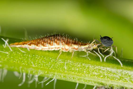 larva zlatoočky vysává mšici