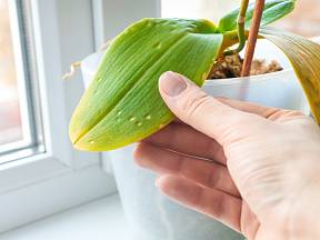 Proč orchidejím gumovatí listy?