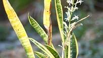 Rozkvetlá tenura (Sansevieria trifasciata).