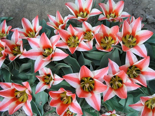 tulipány, greigii hybrid, Pinochio