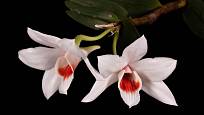 Miniaturní orchidej Dendrobium trankimianum