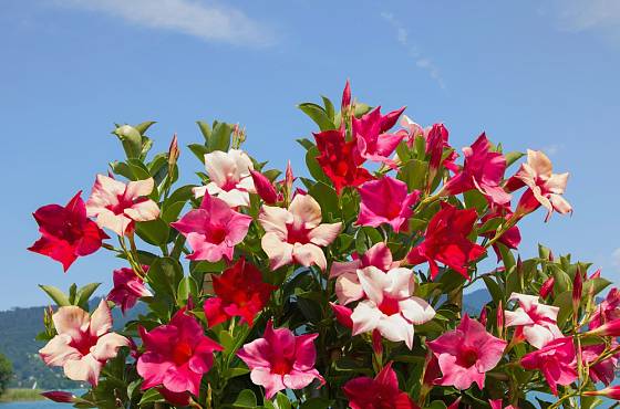 Dipladénie (Mandevilla) patří k oblíbeným balkonovým rostlinám.