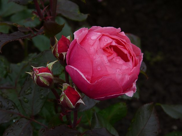 růže odrůdy Gartenprinzessin Marie-José