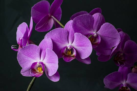Phalaenopsis patří k nejčastěji pěstovaným orchidejím v našich domácnostech.