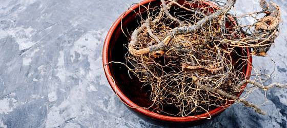 Léčivé "maralí" kořeny parchy saflorové
