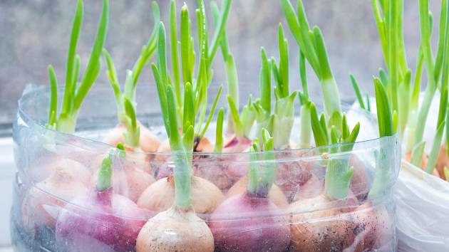 Cibuli můžete pěstovat i na okně v plastové lahvi.