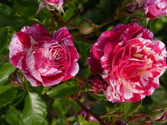 Mnohokvěté růži Abracadabra, které je barevně velmi výrazná, to nejlépe sluší v sousedství bílých či světle růžových květů jiných rostlin