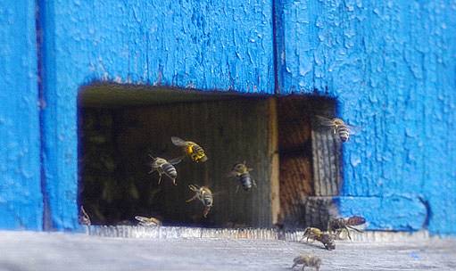 česno - včelí vstup do úlu