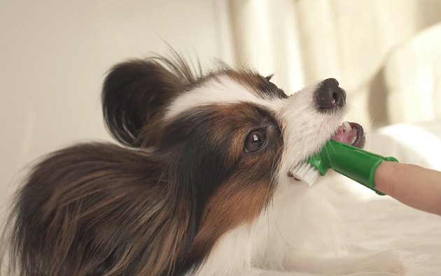Čištění chrupu u psů výrazně přispívá k čistému dechu.
