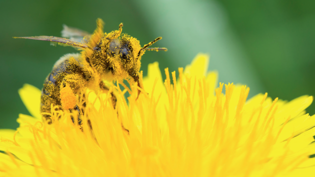 Včely neživí královnu a larvy jen nektarem, ale také pylem
