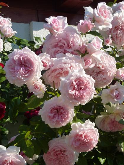 Růže odrůdy Alexandra Princesse de Luxembourg