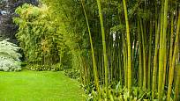 Bambusový hájek může růst i v Evropě. Itálie, park Villa Melzi, Bellagio