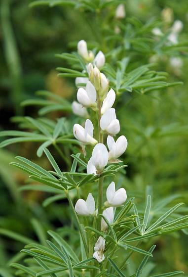 Lupina bílá (Lupinus albus) je jednoletá bylina.