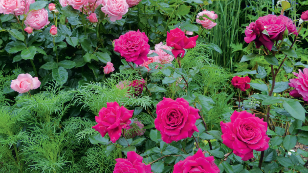 Keřová růže FLORA OLOMOUC v růžových tónech tvoří dokonalé duo s purpurovou velkokvětou růží BELLEVUE