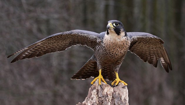 sokol stěhovavý (Falco peregrinus)