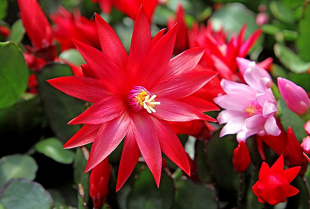 velikonoční kaktus - květ