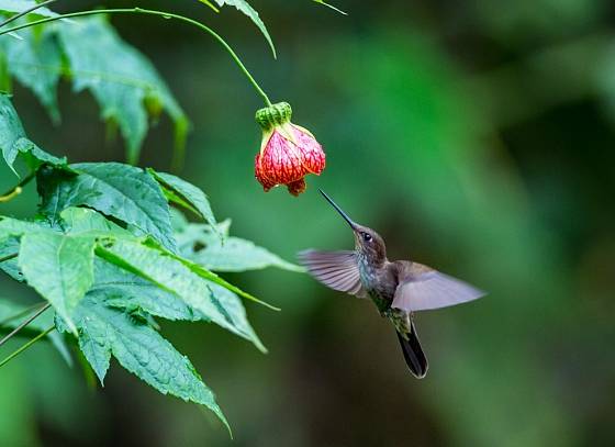 Mračňák, Abutilon, ve své jihoamerické domovině láká kolibříky