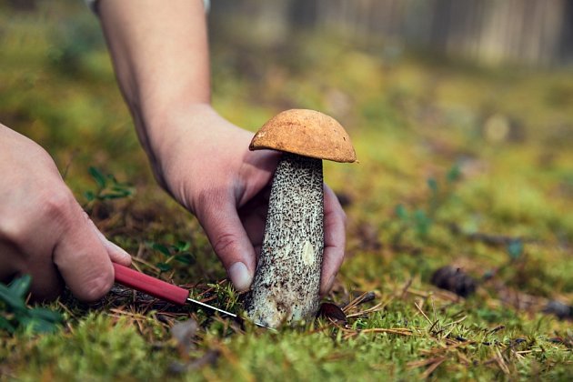 I začínající houbař najde jedlou houbu