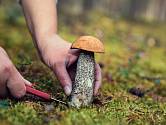I začínající houbař najde jedlou houbu