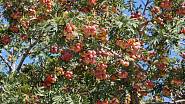 Jeřáb oskeruše (Sorbus domestica) 
