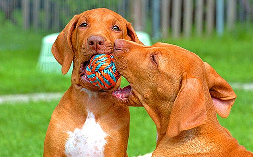 psi míčky milují