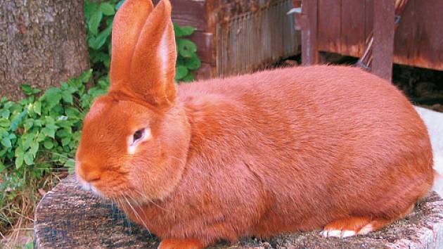 Novozélandský králík červený
