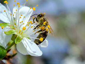 Včely jsou na zahradě nepostradatelné pro bohatou úrodu ovocných stromů.