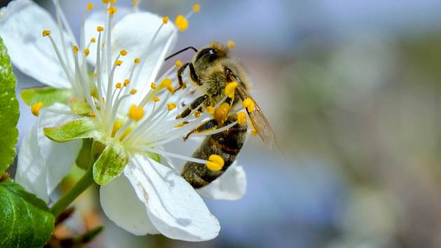Včely jsou na zahradě nepostradatelné pro bohatou úrodu ovocných stromů.