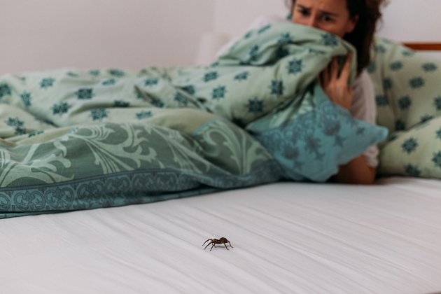 Jestliže najdete pavouka večer v ložnici, neděste se, že by vám během spánku vlezl do úst či do ucha. Jsou to pouhé mýty.
