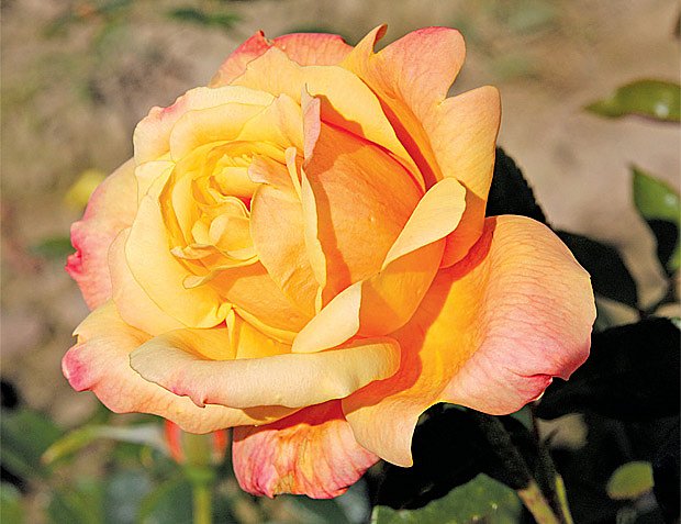 Nejvoňavější růže: tipy na voňavé růže sadové, pnoucí, botanické i  čajohybridy | iReceptář.cz